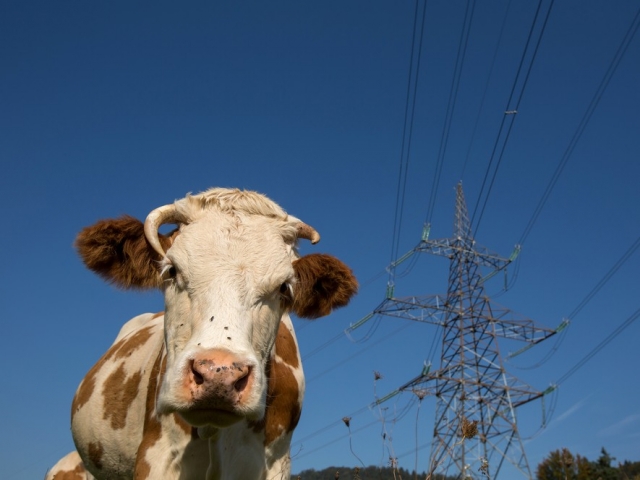 В Тверской области собственник электросетей выплатит компенсацию за коров, погибших из-за обрыва провода