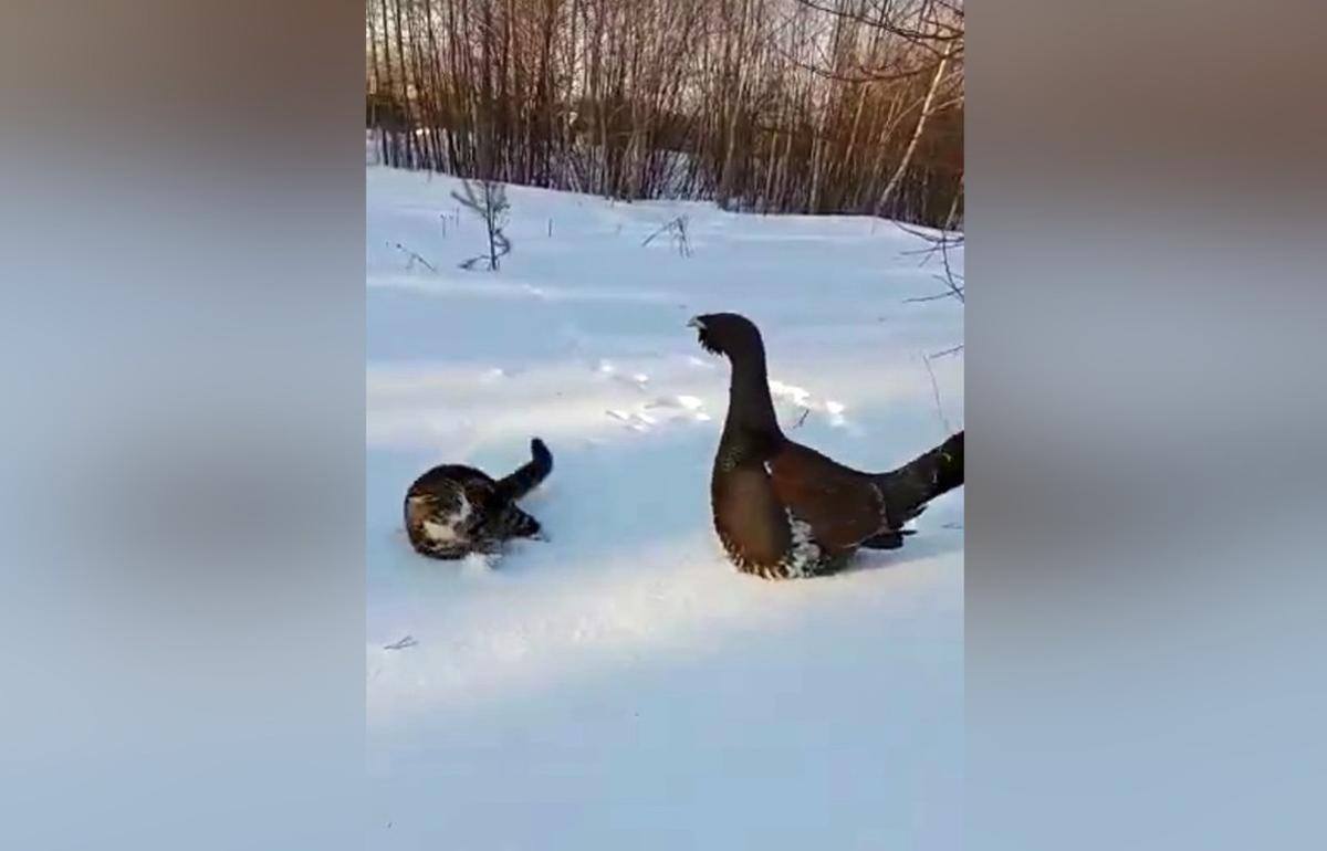 На видео попало нападение глухаря на кота под Вышним Волочком | 17.02.2023  | Тверь - БезФормата