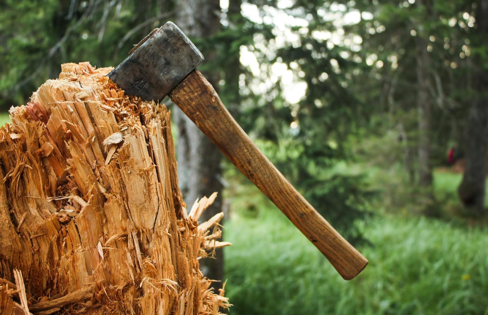 Житель Тверской области незаконно нарубил леса на 23 млн рублей