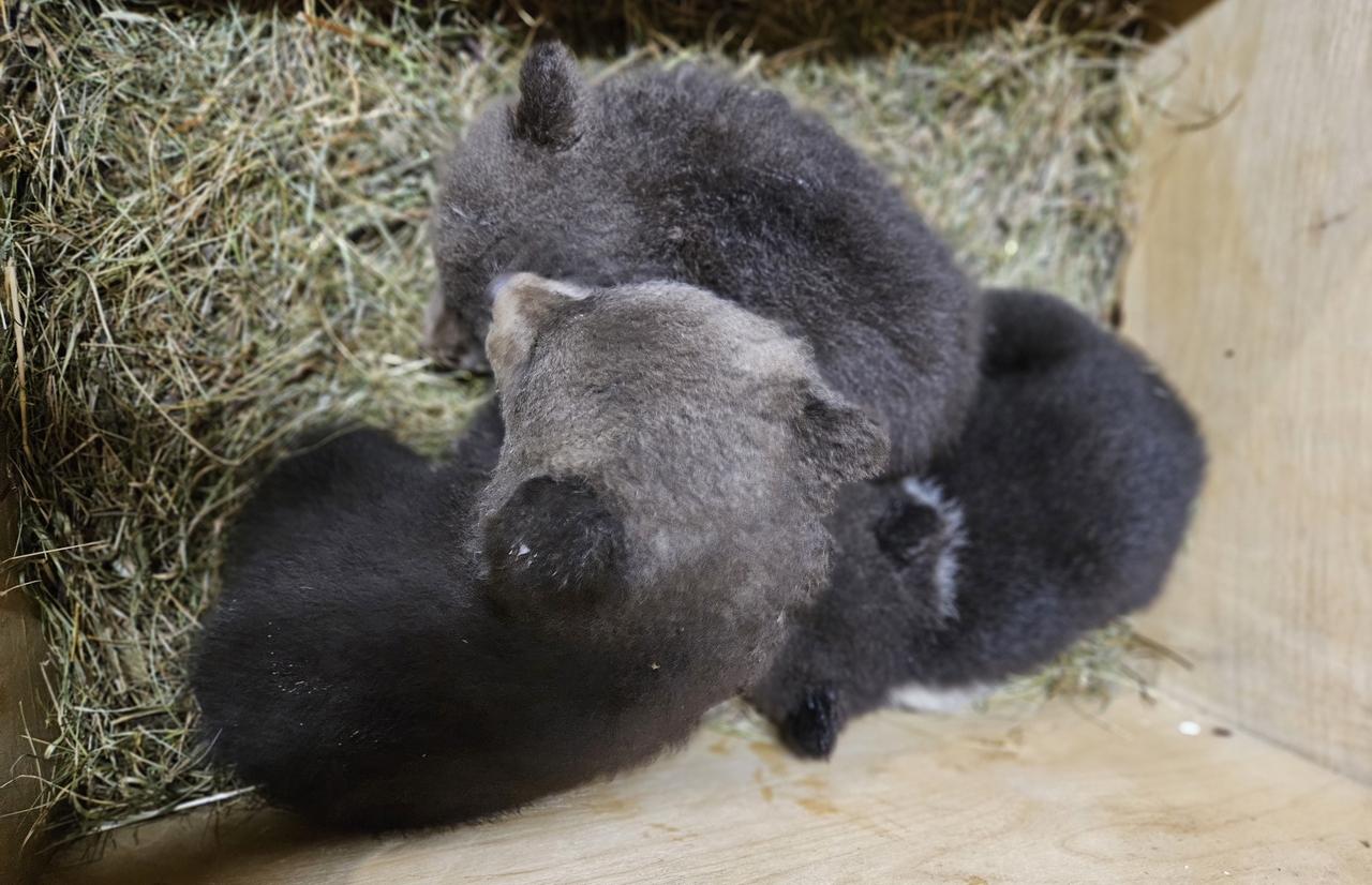 Трое медвежат из центра Пажетновых под Торопцем впервые попробовали выйти в лес