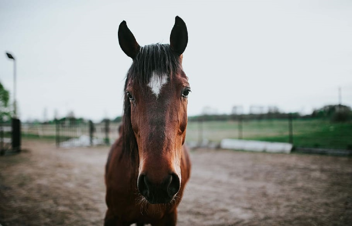 В Рамешковском районе конный клуб заплатит более миллиона рублей за чужую лошадь, которую пришлось усыпить