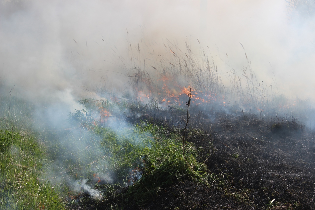 В Тверской области этим летом уже ликвидировано 17 лесных пожаров