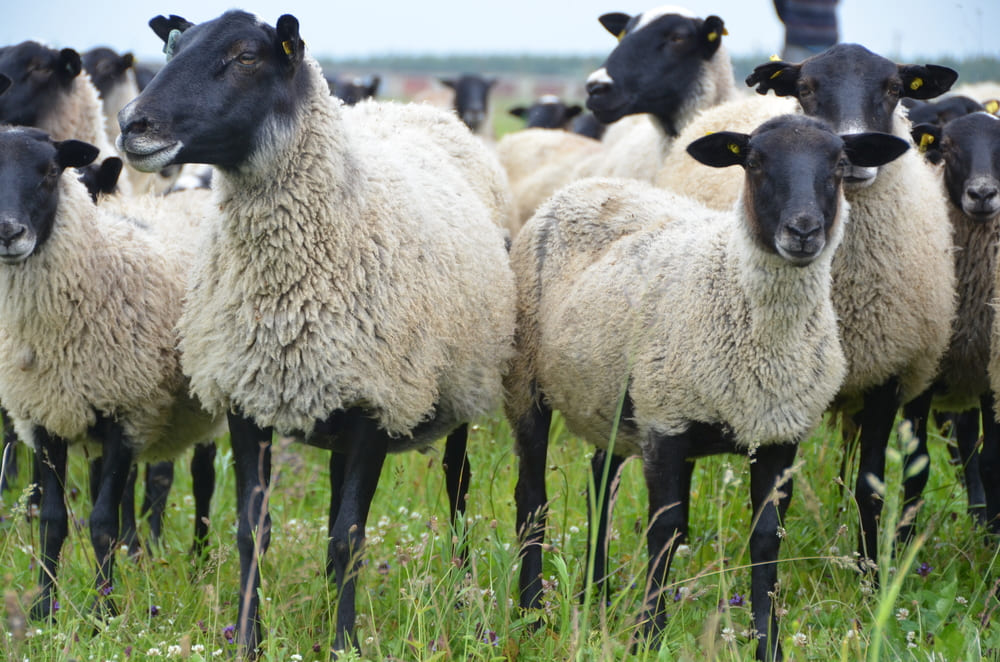 Предприятие содержало овец  с нарушением ветеринарных правил