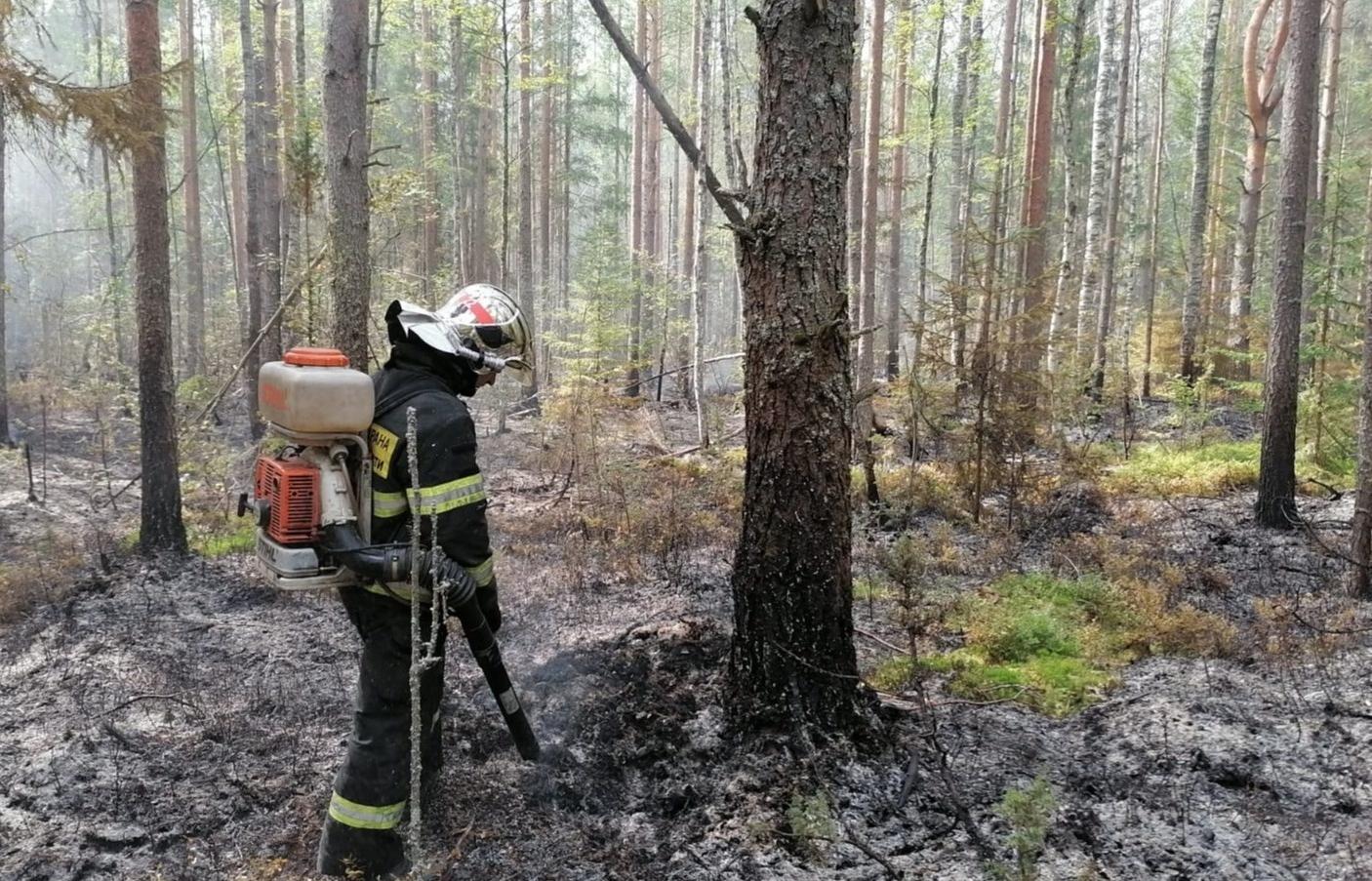 Лес горит в Тверской области под Бологое