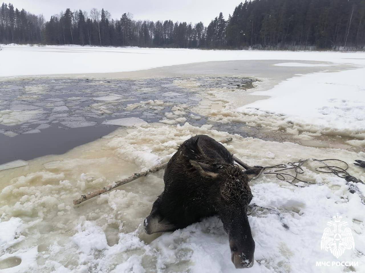 В Тверской области лоси провалились под лед, спасти удалось только одного 