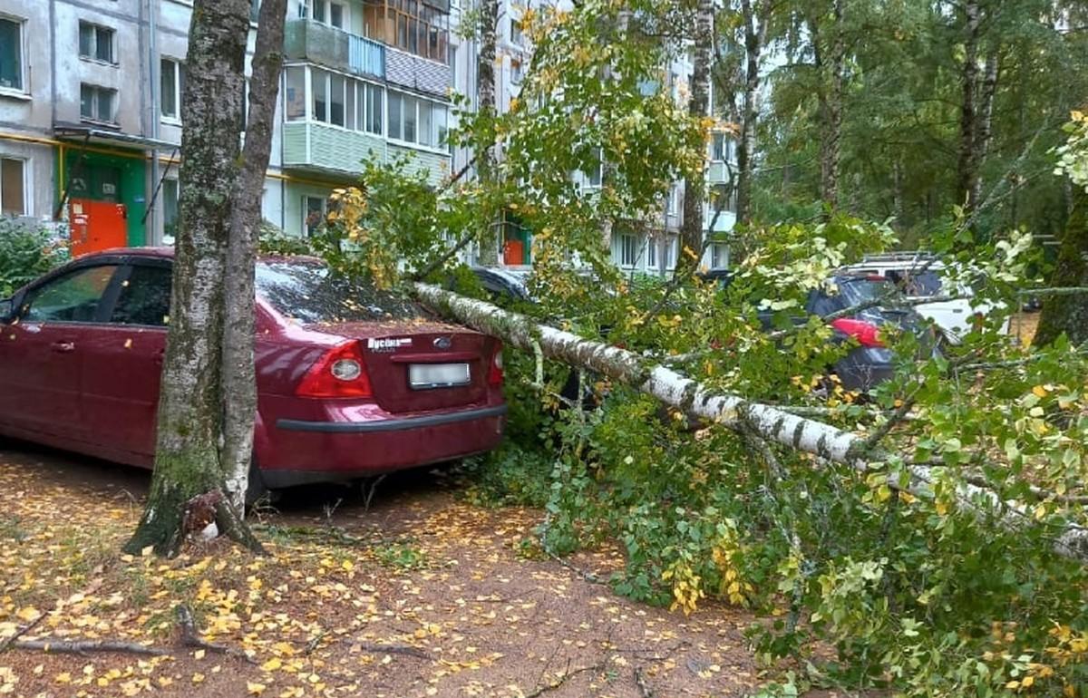 В Конаково Тверской области ветер повалил дерево на припаркованную машину - новости Афанасий