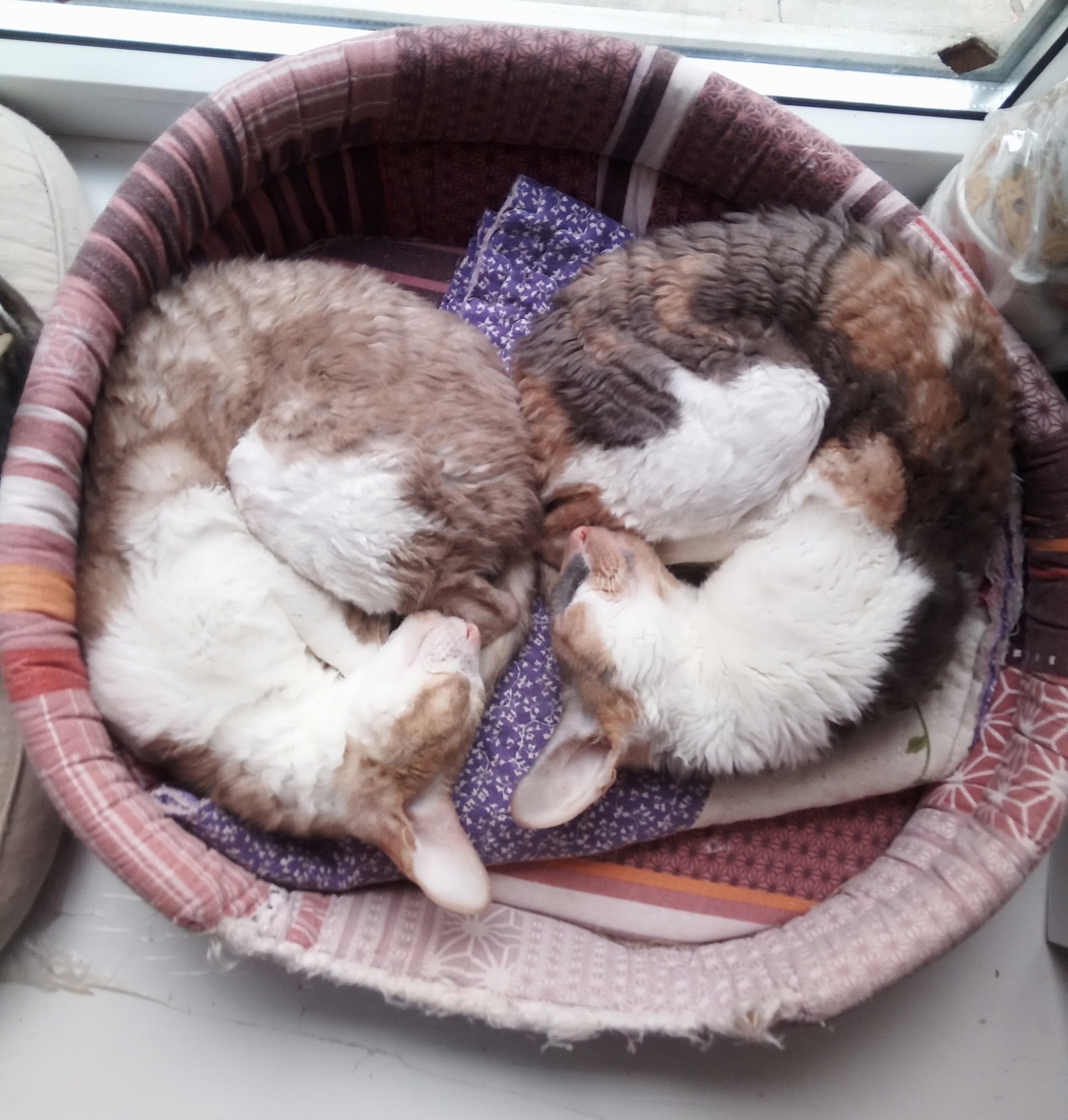 Новых хозяев для породистых кошек, хозяйка которых умерла от коронавируса, ищут в Твери