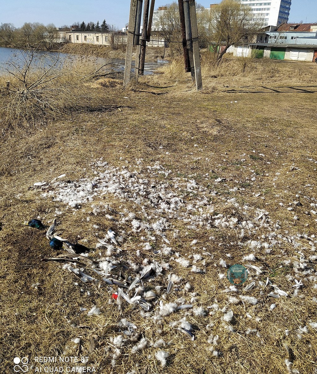 В Кимрах Тверской области ищут виновных в гибели уток на реке Кимрке