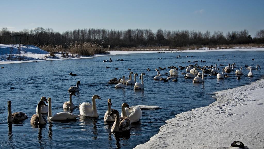 Около сотни лебедей живут рядом с людьми в Торопце Тверской области