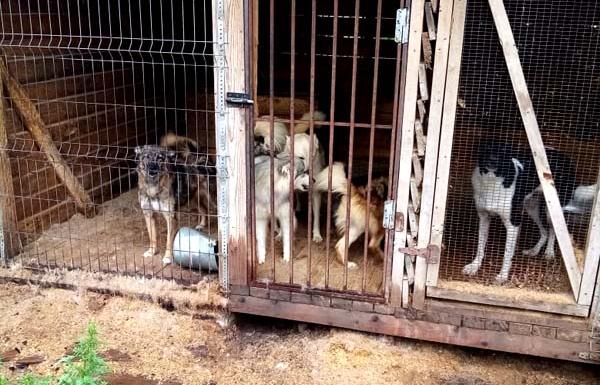 В Тверской области осужденные работают в приюте для животных - новости Афанасий