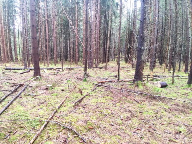 Житель Зубцовского района нарубил в лесу елей на 400 тысяч рублей - новости Афанасий