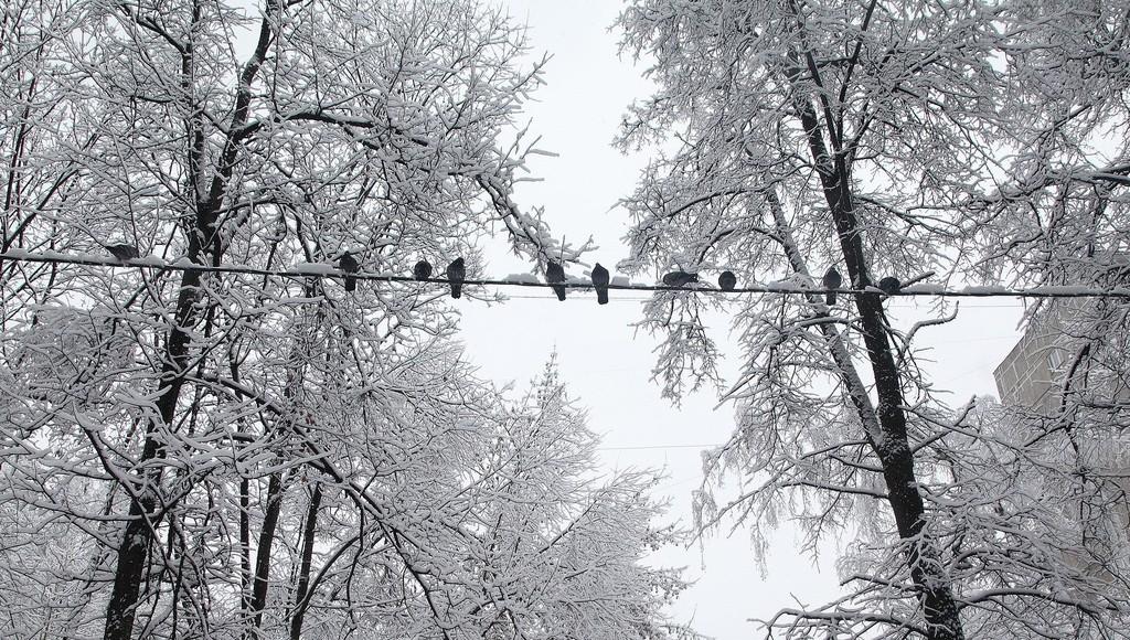 В Тверской области ликвидируют отключения электроэнергии из-за мокрого снега
