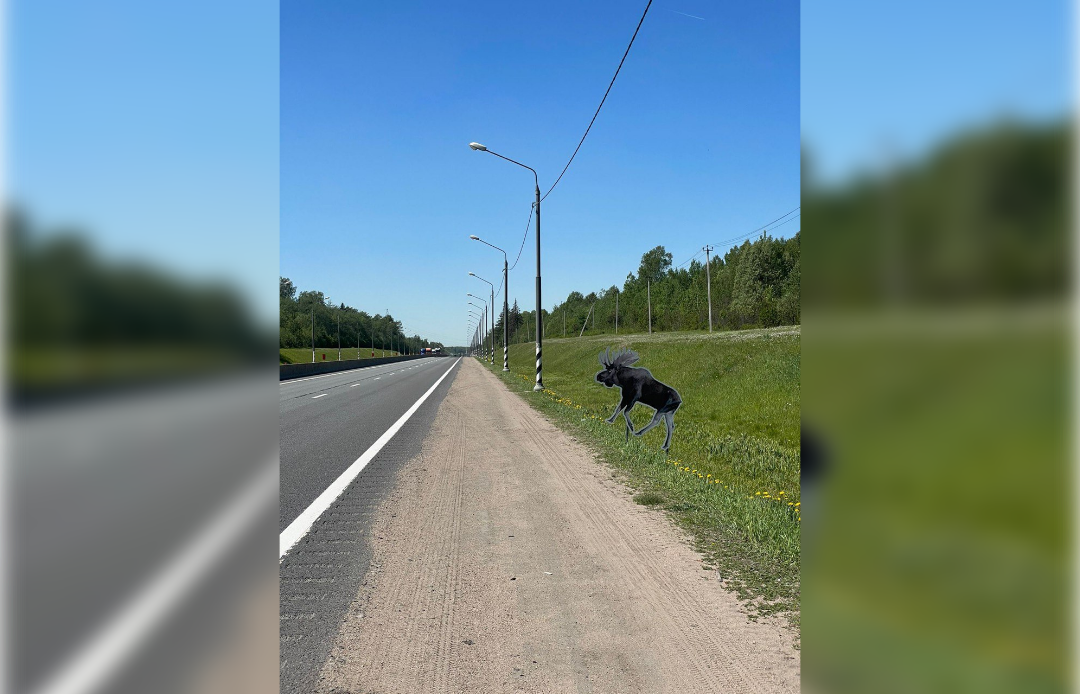 На дорогах Тверской области установили пластиковых лосей 