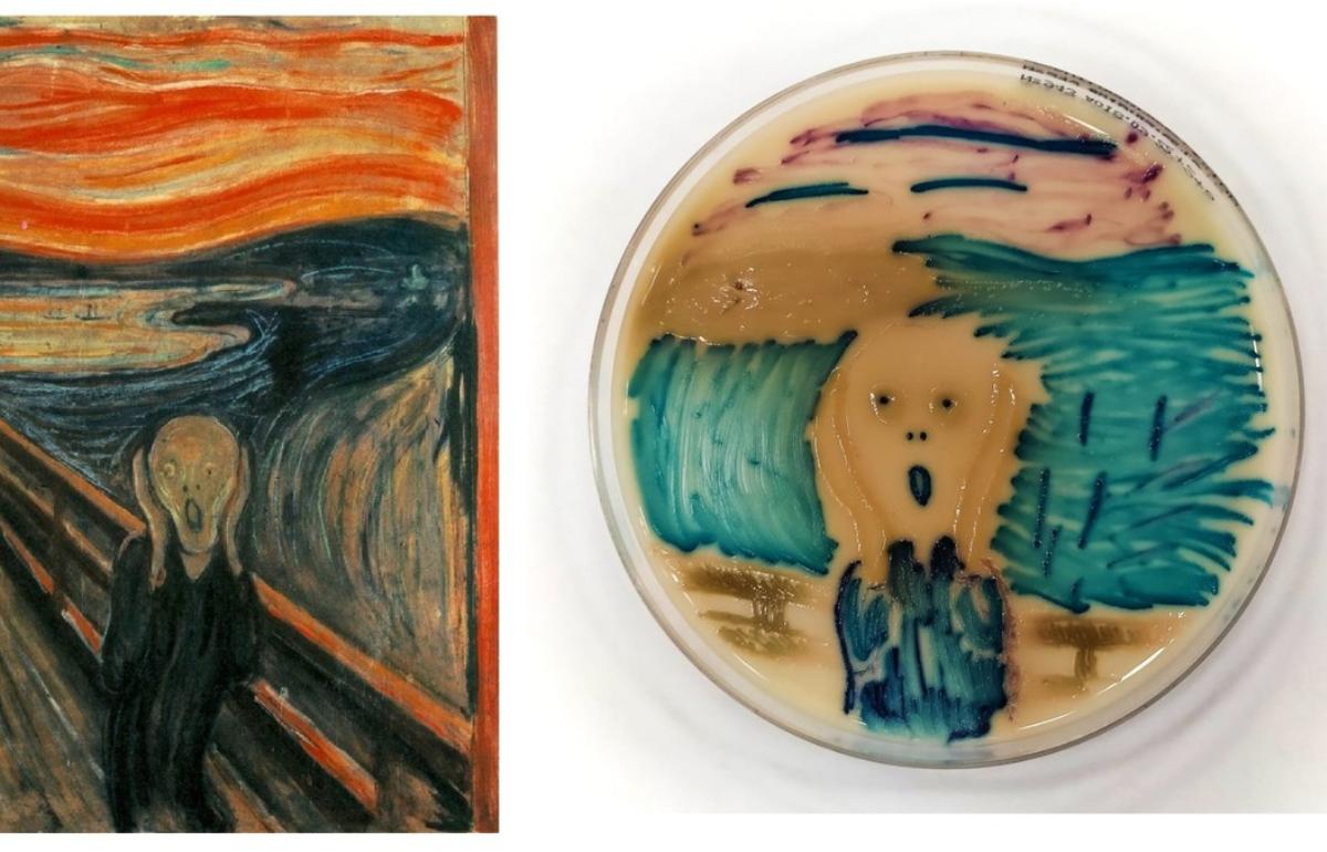 Копия картины Мунка «Крик», созданная тверским биологом из бактерий, получила приз на конкурсе «Красота микромира» - новости Афанасий