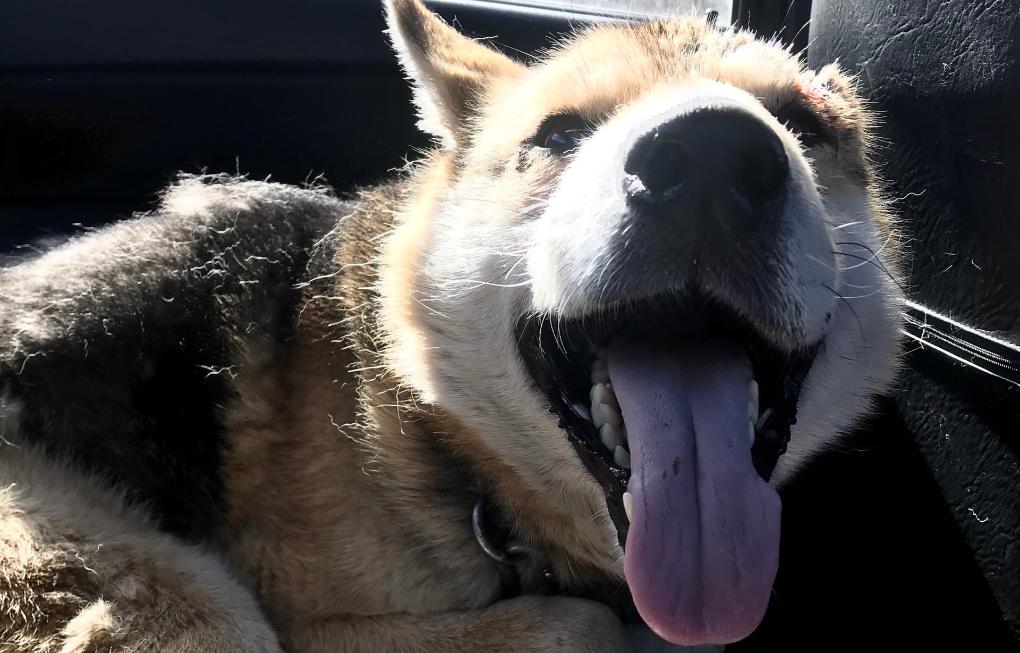 В Тверской области пес, которого ударили топором, выжил и ищет доброго хозяина