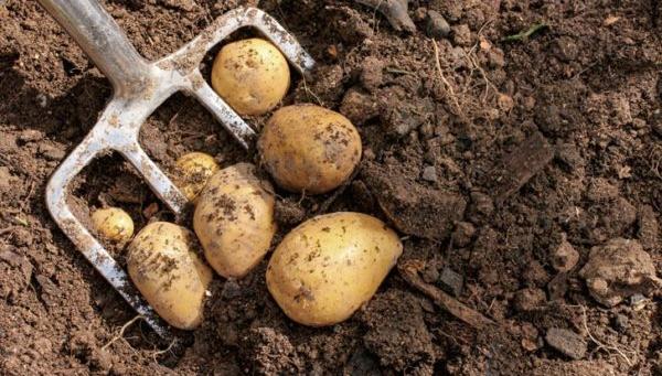 В Тверской области хозяин агрофирмы поймал похитителей картофеля с помощью видеокамер