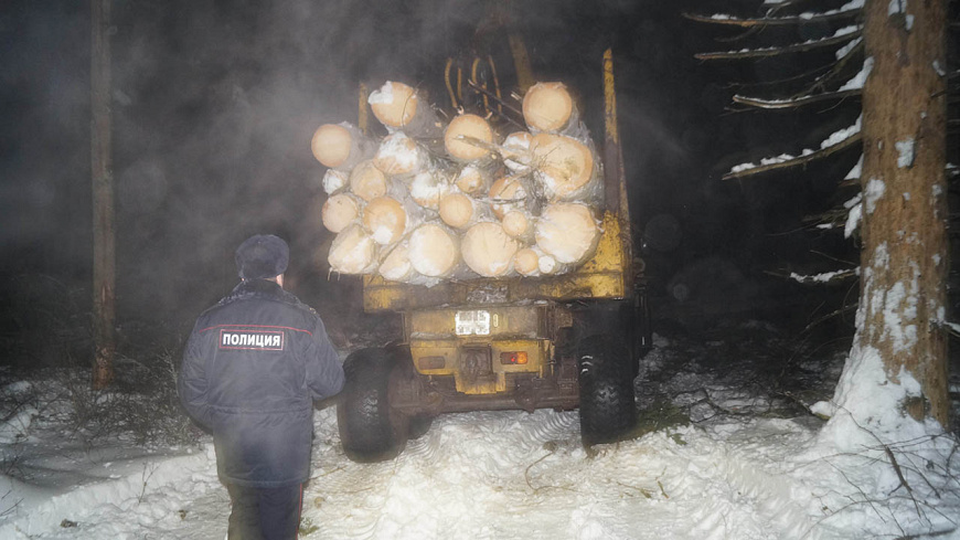 Житель Тверской области незаконно рубил деревья в Подмосковье