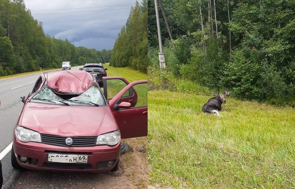 Два ДТП с лосями произошли в Тверской области за сутки