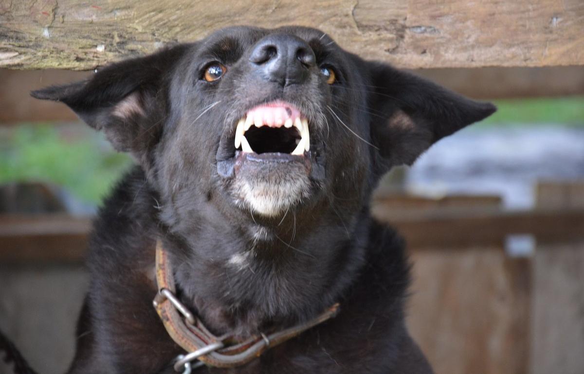 Бешеную домашнюю собаку обнаружили в Кесовогорском округе