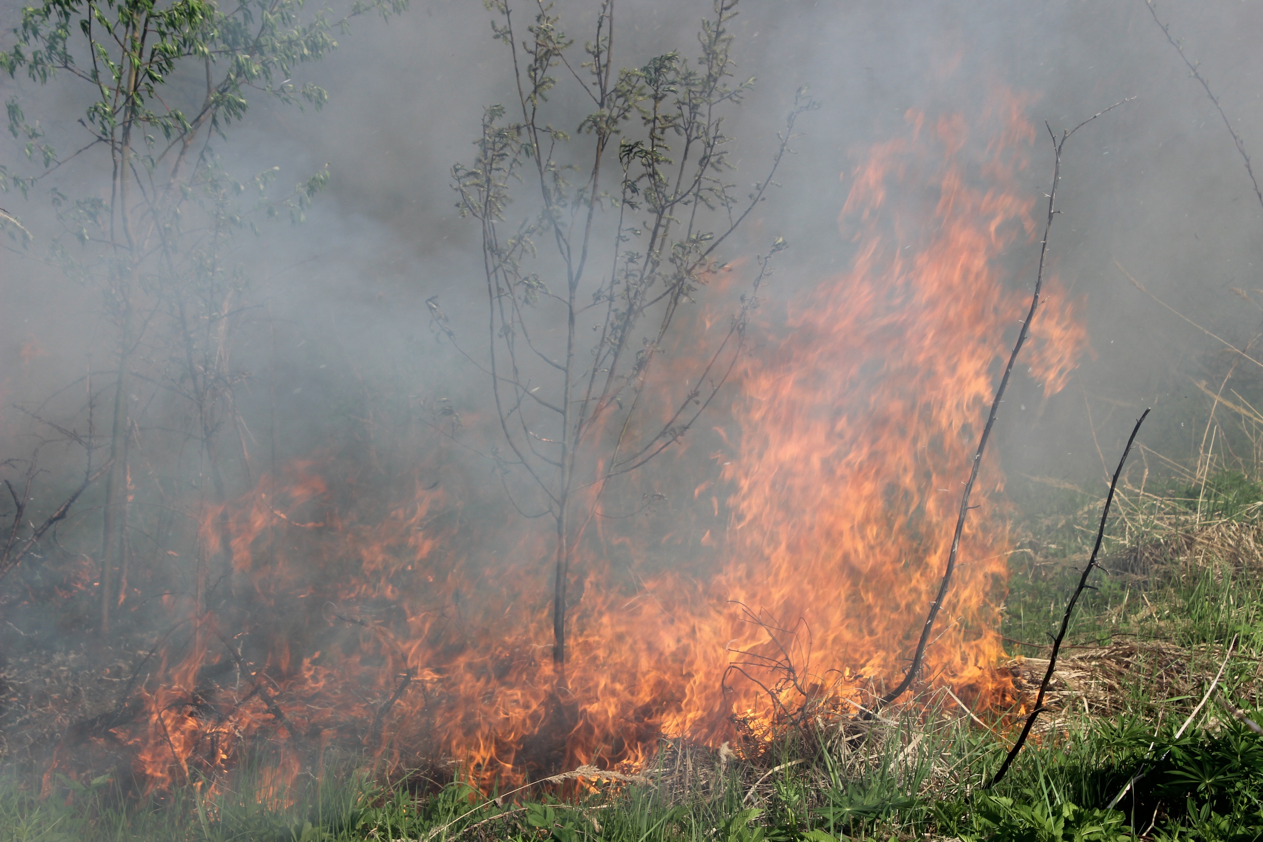 В Тверской области прогнозируют повышенный риск лесных пожаров