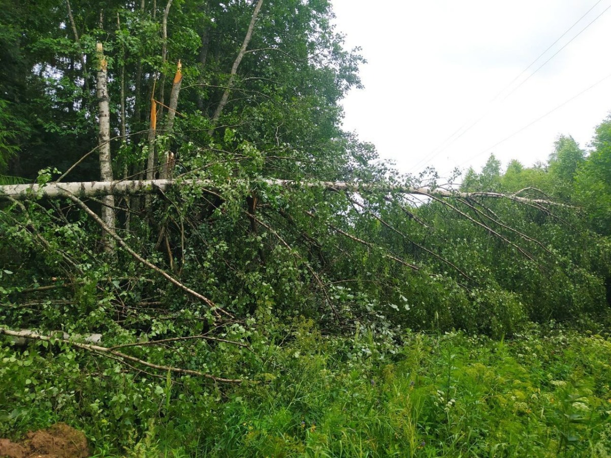 Энергетики «Тверьэнерго» ведут работы по устранению повреждений на ЛЭП в Торопецком муниципальном округе после урагана
