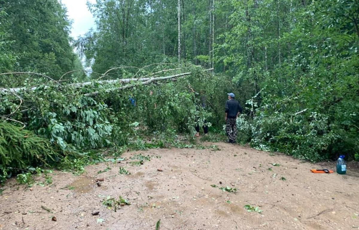 Сам себе МЧС: под Осташковом мужчины прорубали себе путь через поваленные деревья