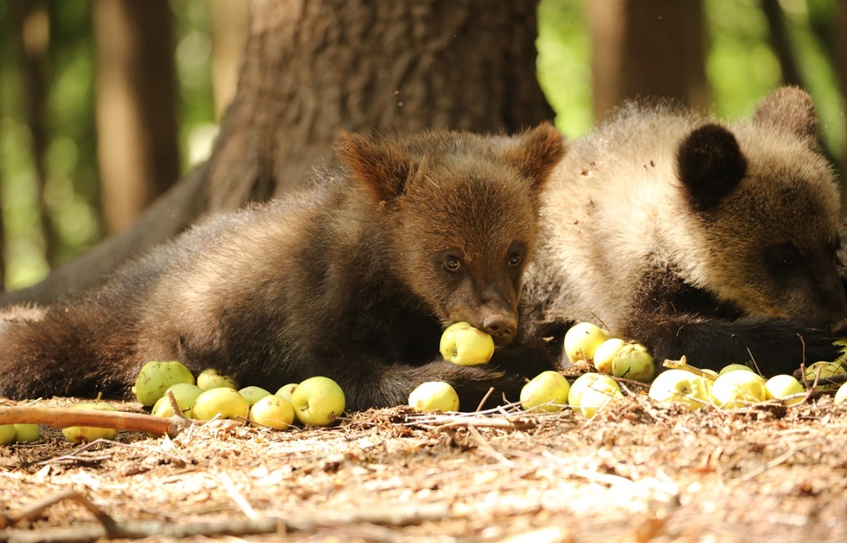 В Центре спасения медвежат-сирот в Тверской области рассказали, почему косолапые набирают вес, питаясь яблоками
