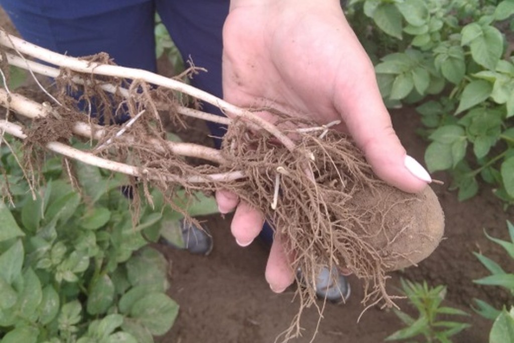 В Тверской области проведен плановый фитосанитарный мониторинг полей семенного картофеля