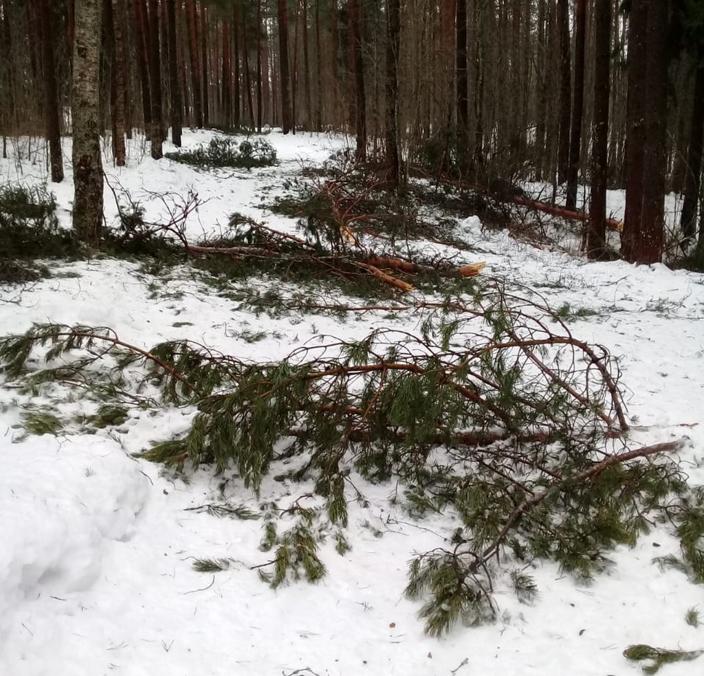 В Лихославльском районе Тверской области повалило сосны в охраняемой лесопарковой зоне