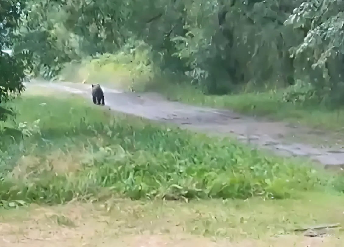 По поселкам под Кимрами гуляет медвежонок — ВИДЕО