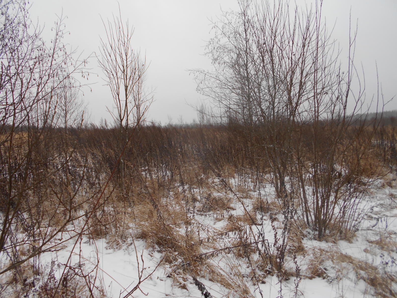 В преддверии пожароопасного периода в Тверской области продолжают зарастать сельскохозяйственные угодья