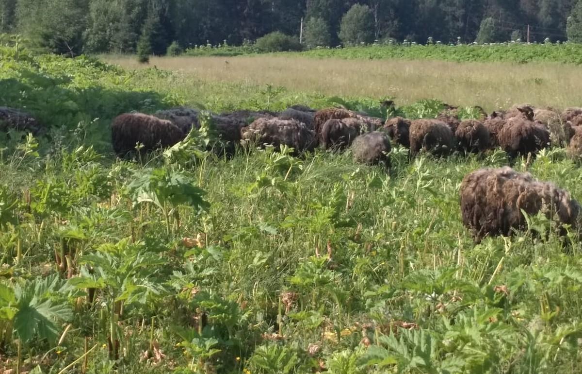 Овцы помогают бороться с борщевиком Сосновского в Тверской области - новости Афанасий
