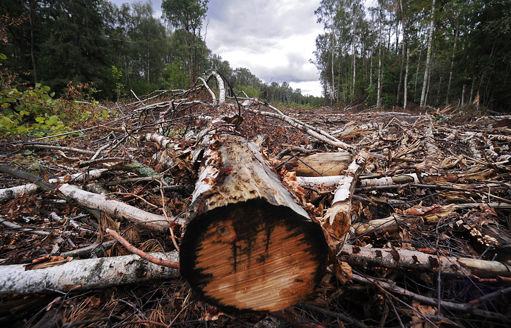 На землях крупного тверского предприятия обнаружены отходы деревообработки