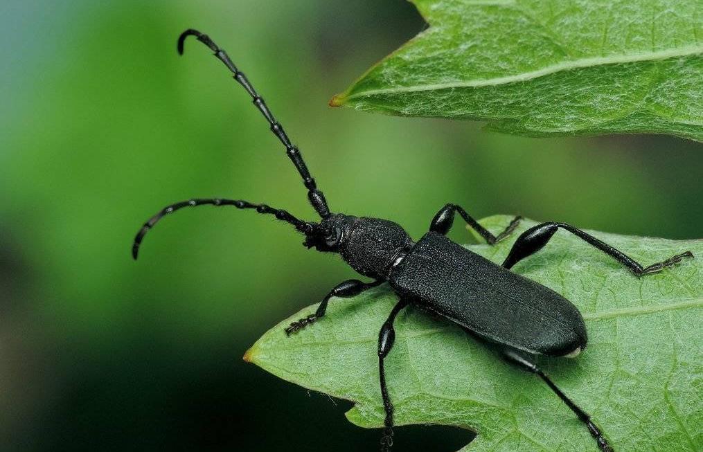 В лесах нашли опасного жука 
