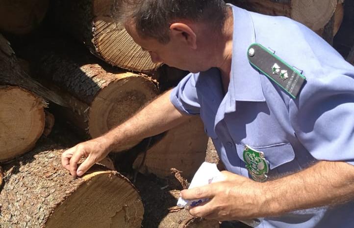 Специалисты Россельхознадзора проверили экспортную древесину