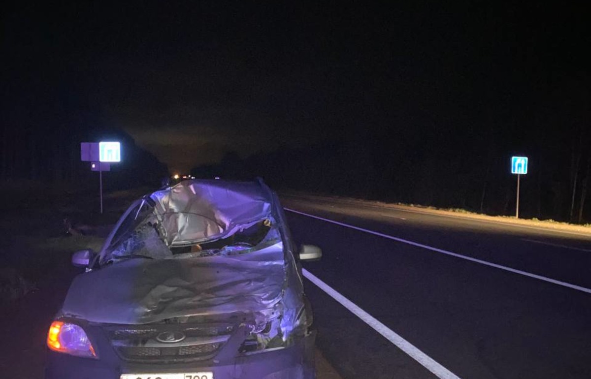 В ДТП с лосем на М10 в Тверской области пострадал водитель - новости Афанасий