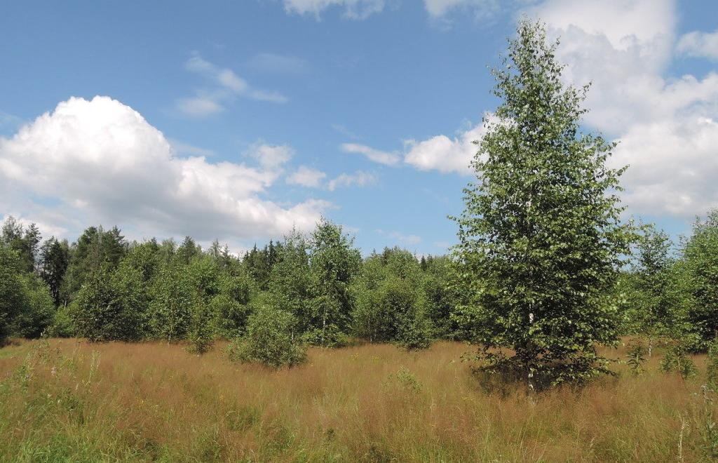 Почти 3 гектара в Конаковском районе Тверской области заросли кустарниками