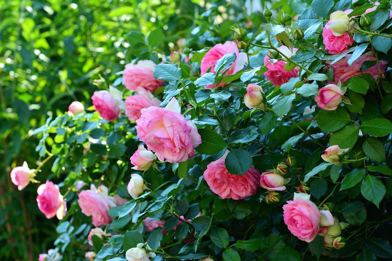 Как подготовить садовые розы к зиме - новости Афанасий