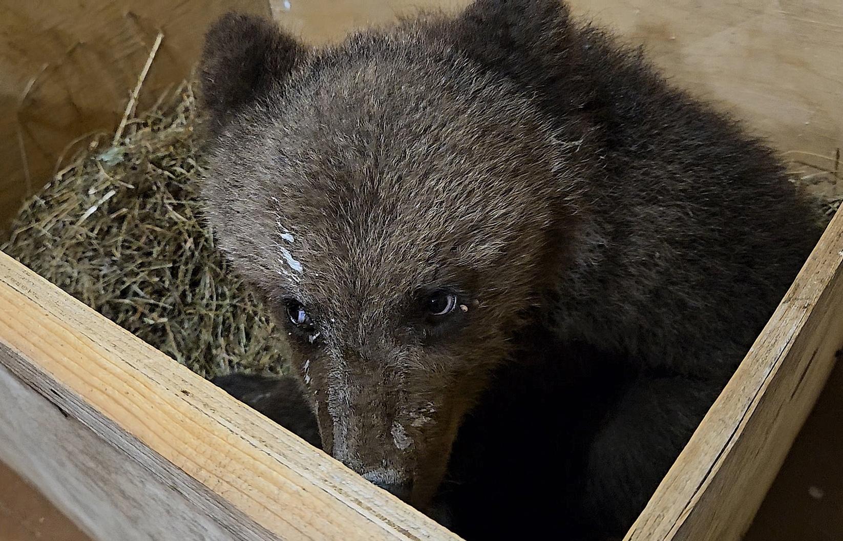 В торопецком Центре спасения медвежат-сирот рассказали о судьбе косолапого из Псковской области