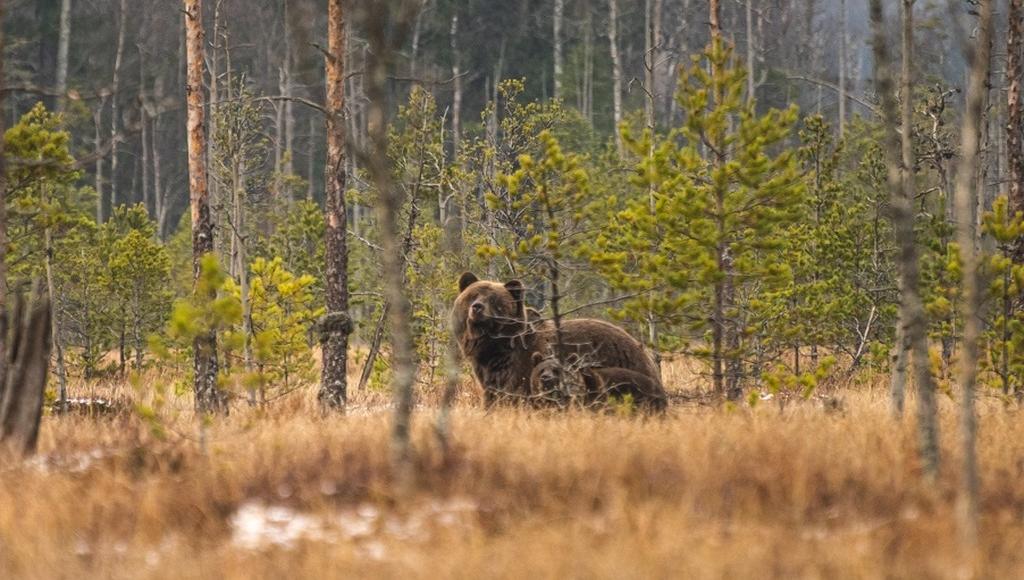 В Тверской области в кадр попали медведи, пришедшие на болото за клюквой