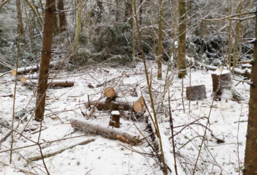 «Черному лесорубу» из Тверской области грозит тюремный срок за срубленные ели