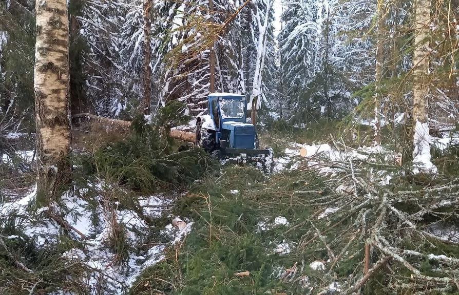 В Тверской области «черный лесоруб» проложил в лесу дороги, чтобы вывозить по ним деревья  - новости Афанасий