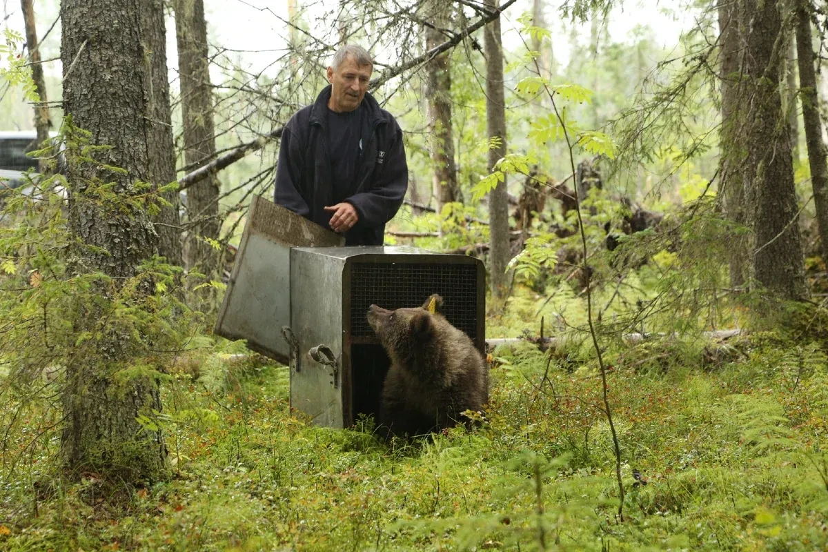 Двух подросших медвежат из Тверской области выпустили в лес 