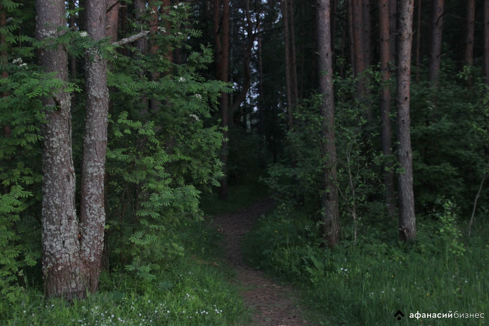 За поход в лес в двух районах Тверской области можно нарваться на штраф 26  мая 2021