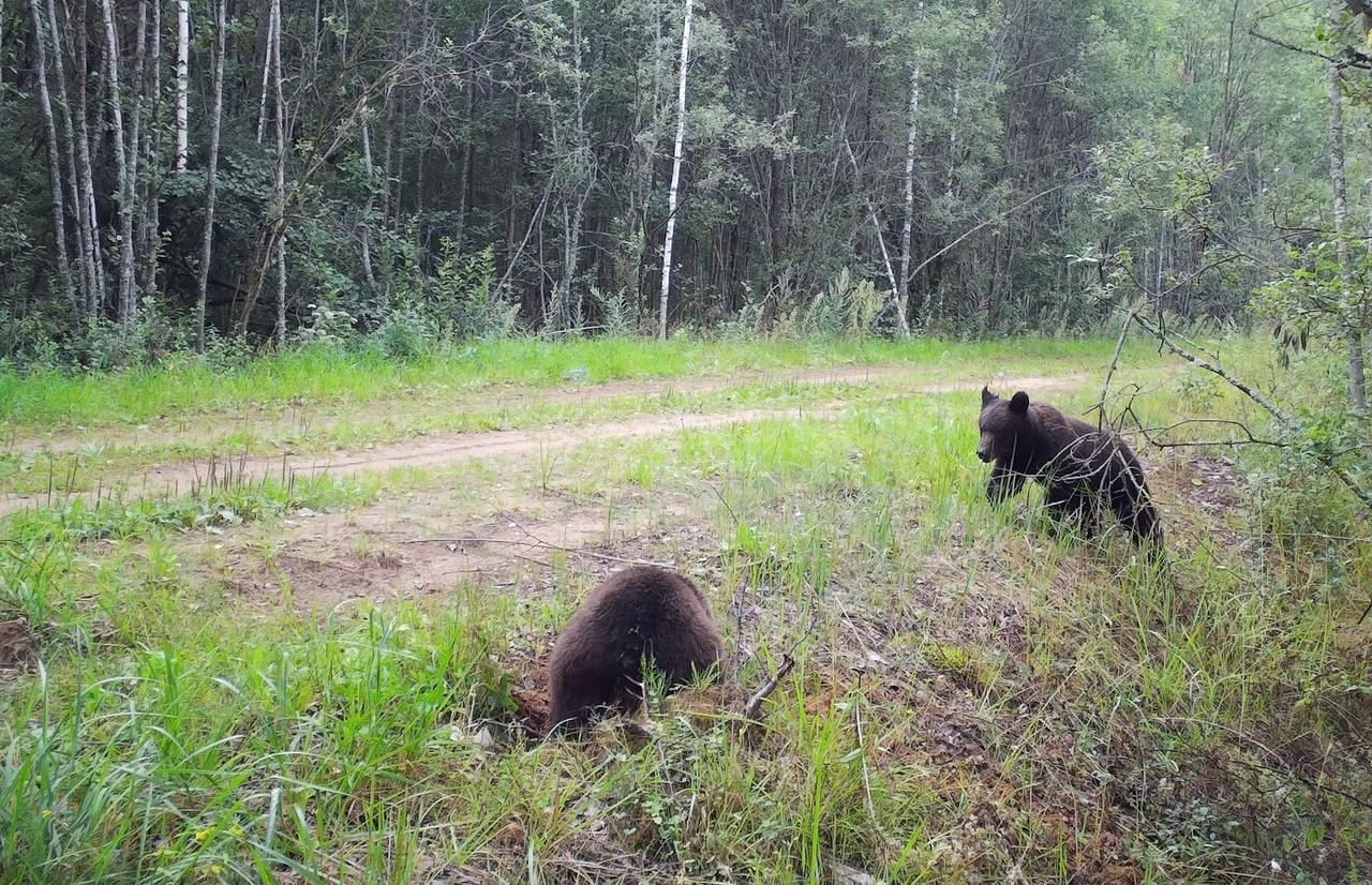 Косолапые выпускники тверского центра спасения медвежат-сирот попали в объективы фотоловушек