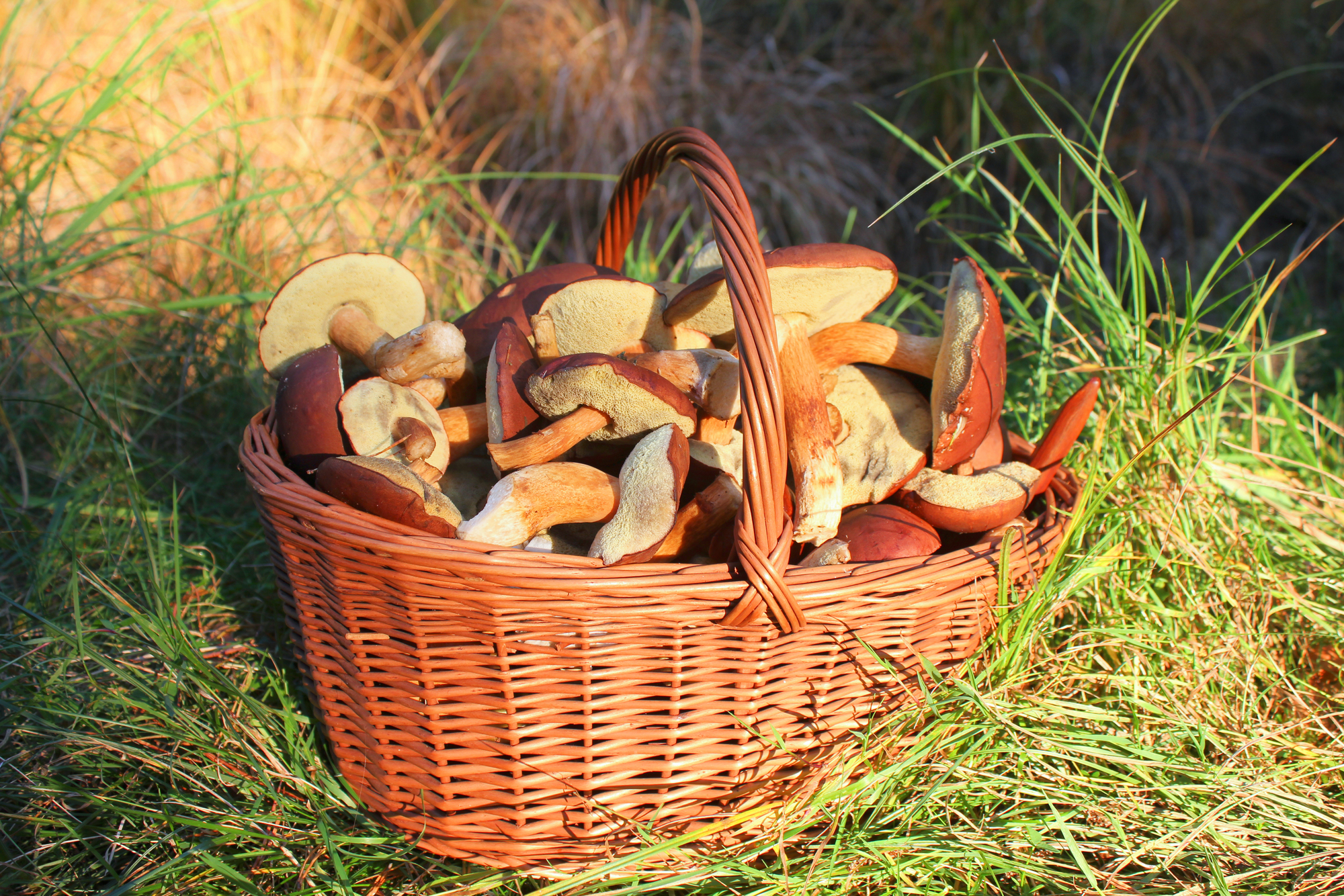 Где в Тверской области нельзя собирать грибы