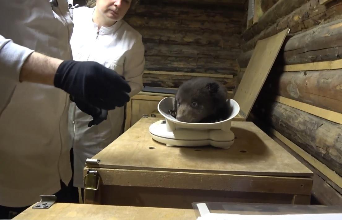 Общий вес медвежат-сирот из центра спасения в Торопецком районе сейчас составляет около 25 кг Видео: Центр спасения медвежат-сирот
