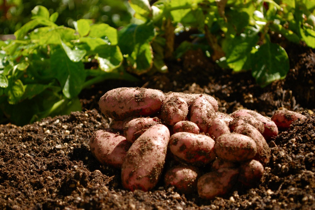 К тверским фермерам, выращивающим картофель, пришли чиновники с профилактическим визитом