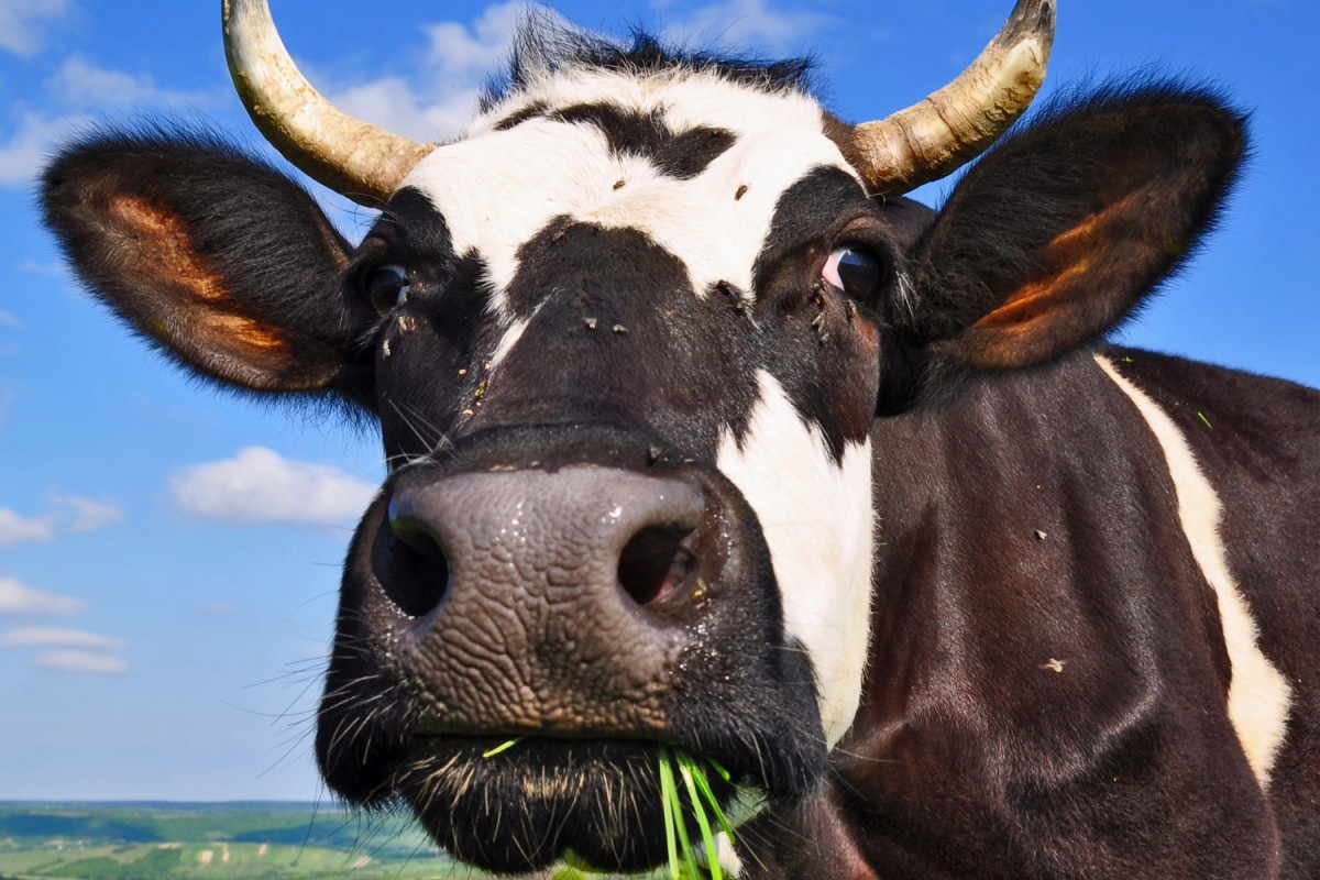 Предприятию «Агромир» разъяснили правила содержания и разведения крупного рогатого скота
