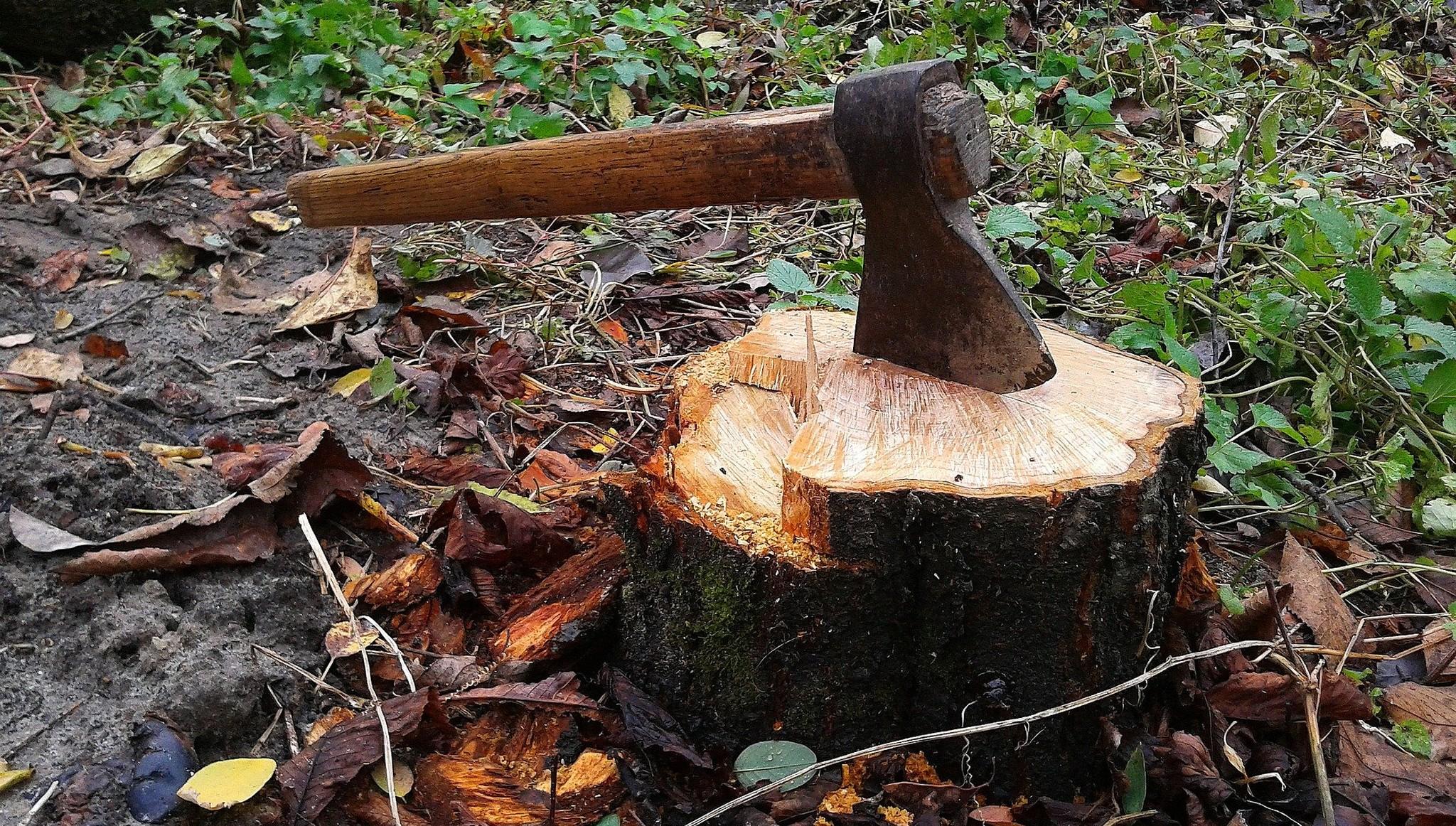Сотрудника заповедника будут судить за незаконную рубку леса в Тверской области